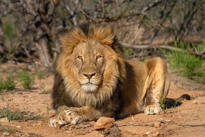 Lion Midmorning 6.jpg