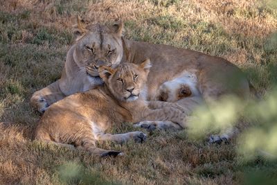 Lioness and Lion Cub 1.jpg