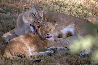 Lioness and Lion Cub 2.jpg