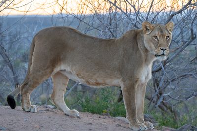 Lioness Backlit Sunrise.jpg