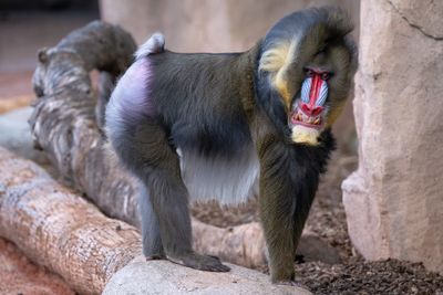 Mandrill Baboon 1.jpg