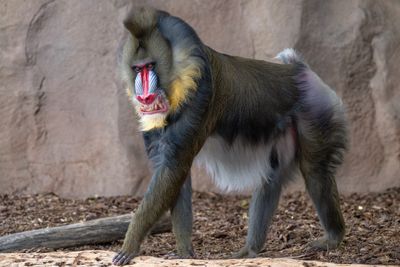 Mandrill Baboon 2.jpg