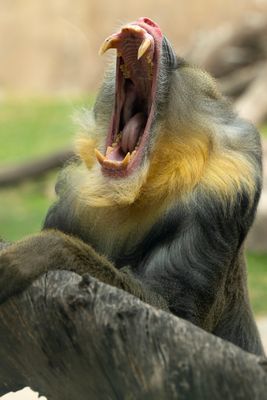 Mandrill Baboon 3.jpg