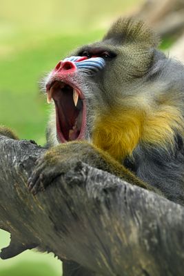 Mandrill Baboon 4.jpg