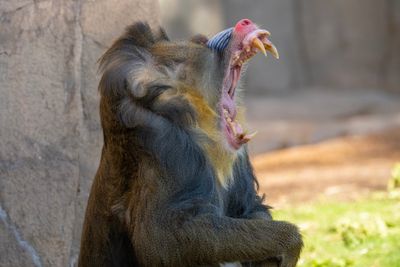 Mandrill Baboon 5.jpg