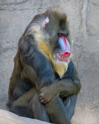 Mandrill Baboon 6.jpg