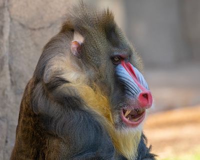Mandrill Baboon 7.jpg