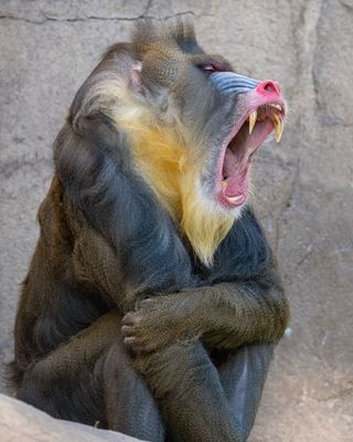 Mandrill Baboon 8.jpg