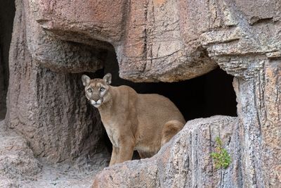 Mountain Lion 1.jpg