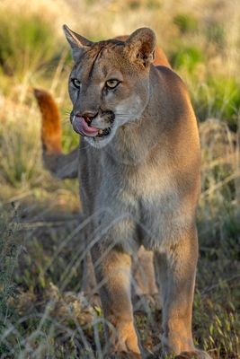 Mountain Lion 10.jpg