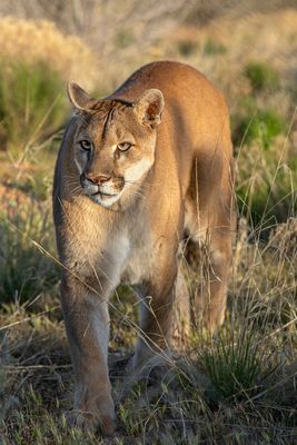 Mountain Lion 11.jpg