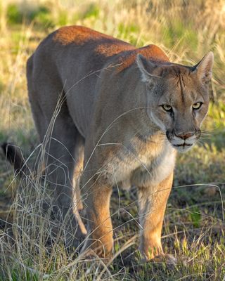 Mountain Lion 12.jpg