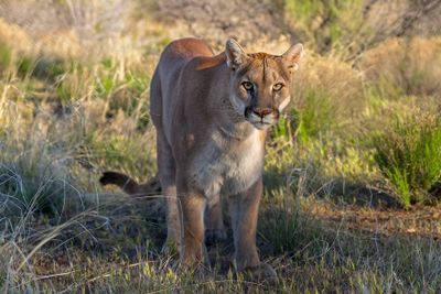 Mountain Lion 14.jpg