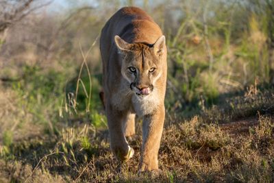 Mountain Lion 15.jpg