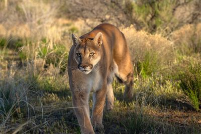 Mountain Lion 16.jpg