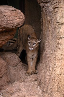 Mountain Lion 2.jpg
