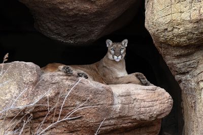 Mountain Lion 3.jpg
