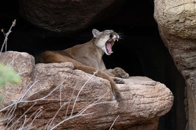 Mountain Lion 4.jpg