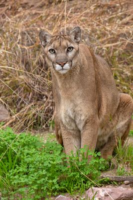 Mountain Lion 5.jpg