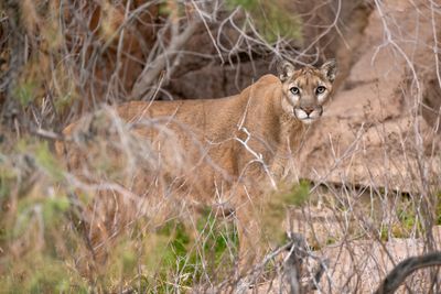 Mountain Lion 6.jpg