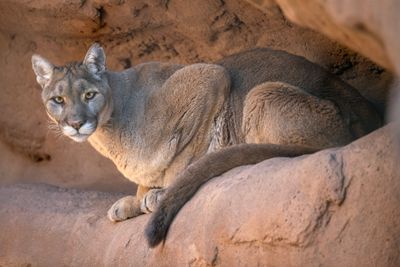 Mountain Lion 7.jpg