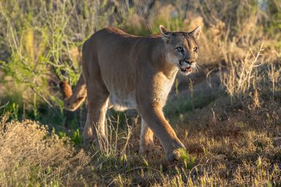 Mountain Lion 8.jpg