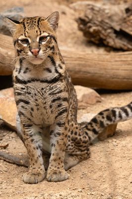 Ocelot 1.jpg