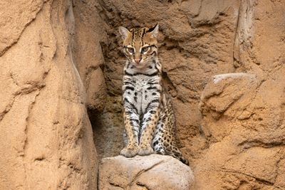 Ocelot 2.jpg