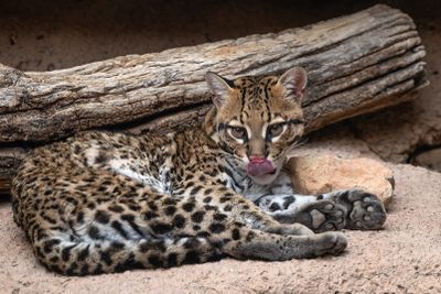 Ocelot 3.jpg