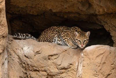 Ocelot 4.jpg