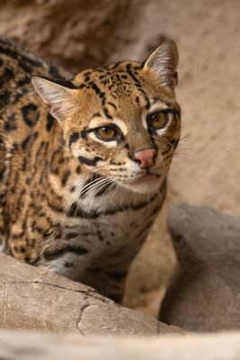 Ocelot 6.jpg
