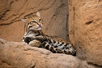 Ocelot 7.jpg