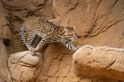 Ocelot 9.jpg