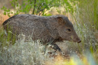Javalina 1.jpg