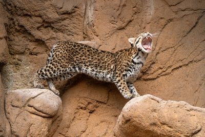 Ocelot 11.jpg