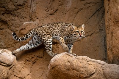 Ocelot 13.jpg