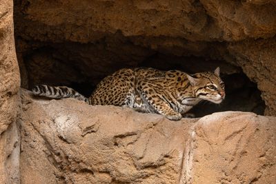 Ocelot 14.jpg