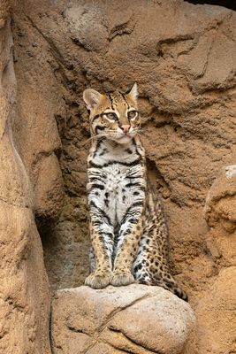 Ocelot 15.jpg