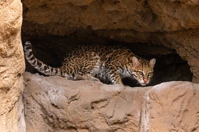 Ocelot 16.jpg