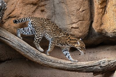 Ocelot 17.jpg