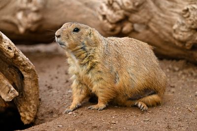 Prairie Dog 1.jpg