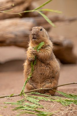 Prairie Dog 3.jpg