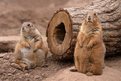 Prairie Dogs 1.jpg