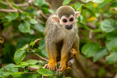 Squirrel Monkey 1.jpg