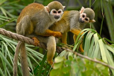 Squirrel Monkeys 1.jpg