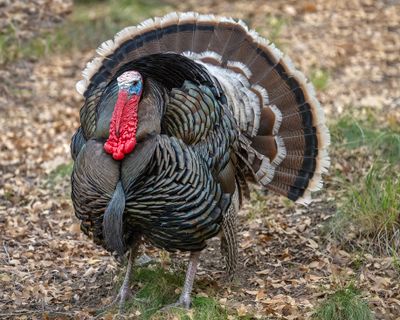Turkey 1.jpg