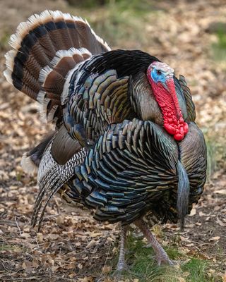 Turkey 2.jpg