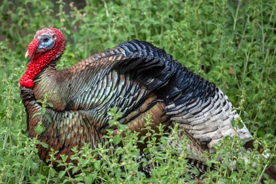 Turkey 3.jpg
