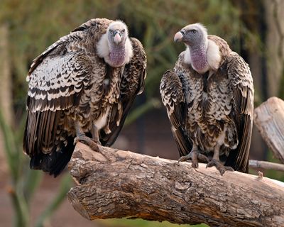 Two Vultures.jpg