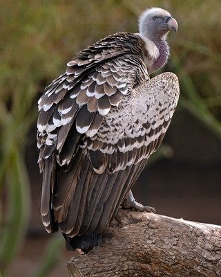 Vulture 1.jpg